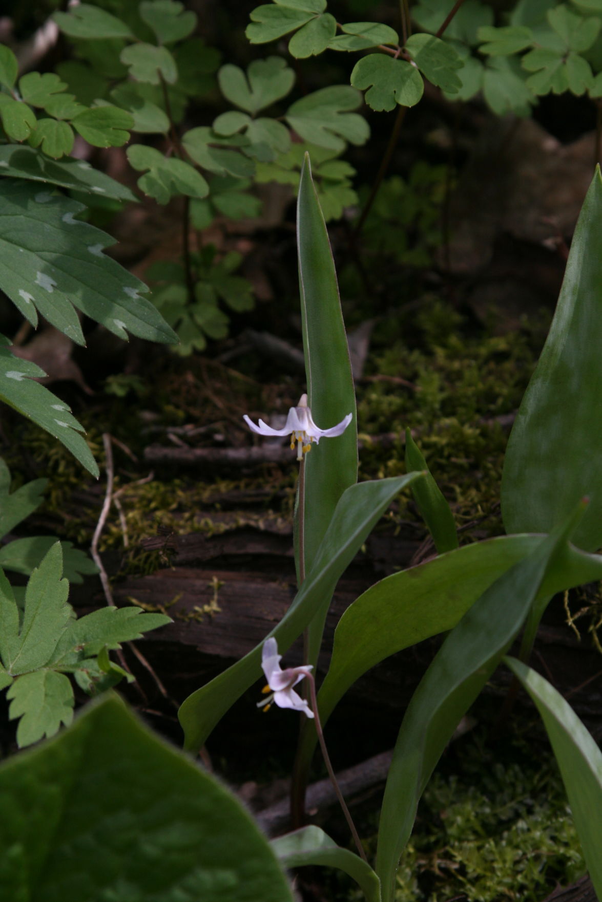 Erythronium propullans 26.JPG